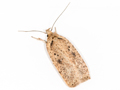 Agonopterix scopariella